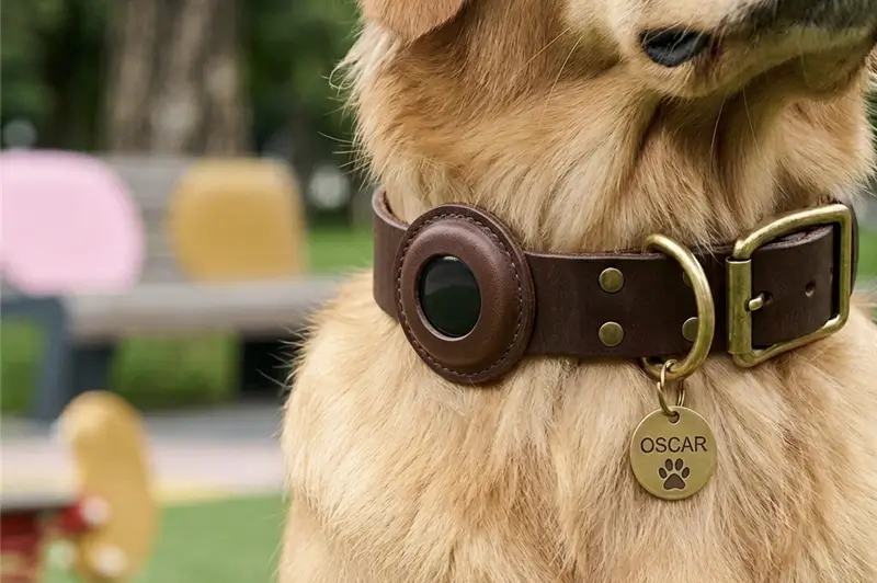 Close-up of a golden retriever dog wearing a leather collar with an integrated iFindX pet tracking tag.